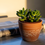 Succulent in a terracotta pot on a marble table, with a rolled newspaper beside it in warm light.